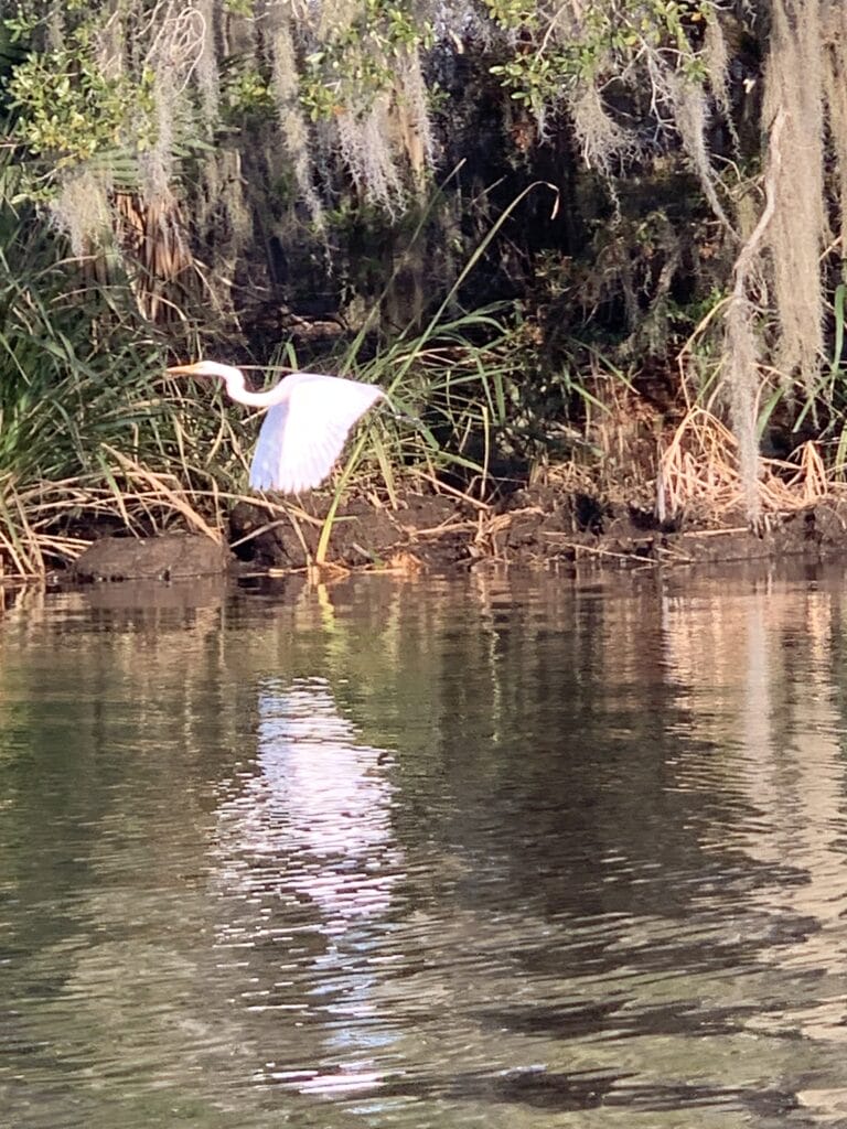Underground sea 、Tropical、Bayou A Tranquil Day Kayaking On Bayou